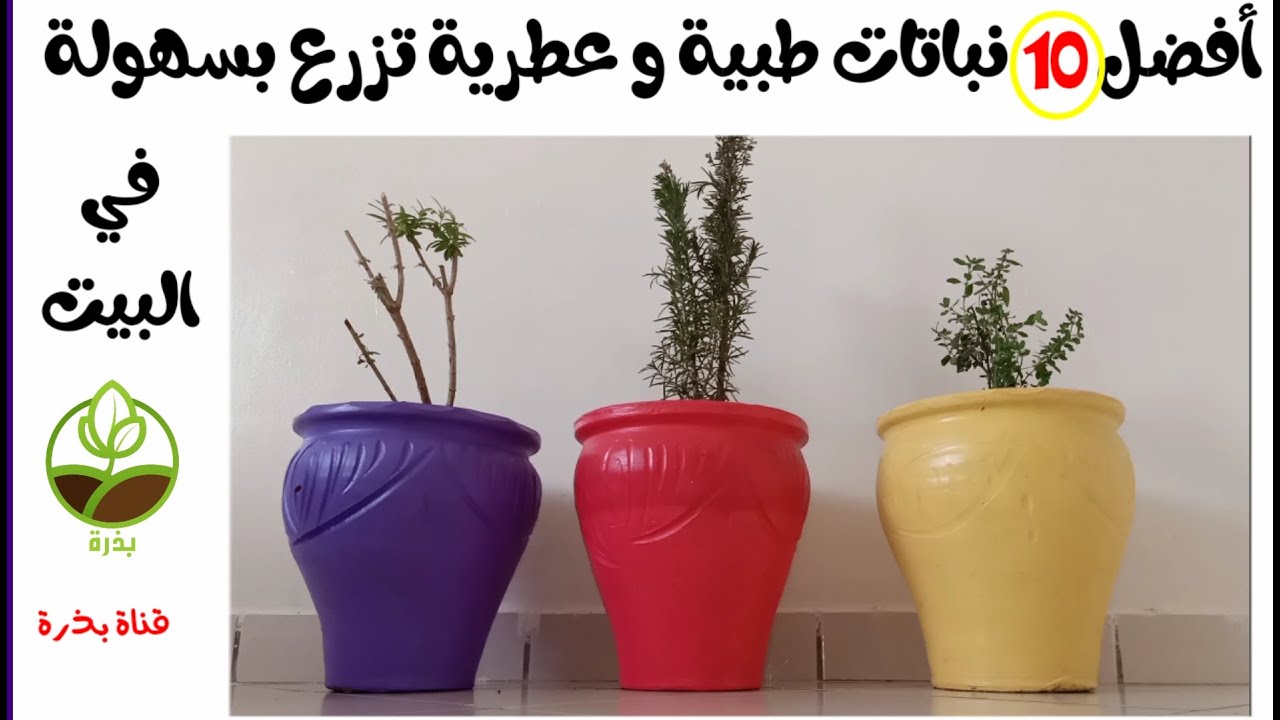 أفضل 10 نباتات طبية و عطرية تزرع في البيت بسهولة، و طريقة الزراعة.