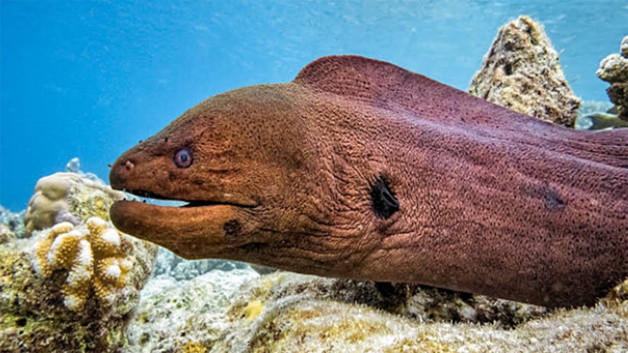 Moray Eel Hunting Dangerous Fast Extreme, Moray Eel Fighting   Seabed Killer