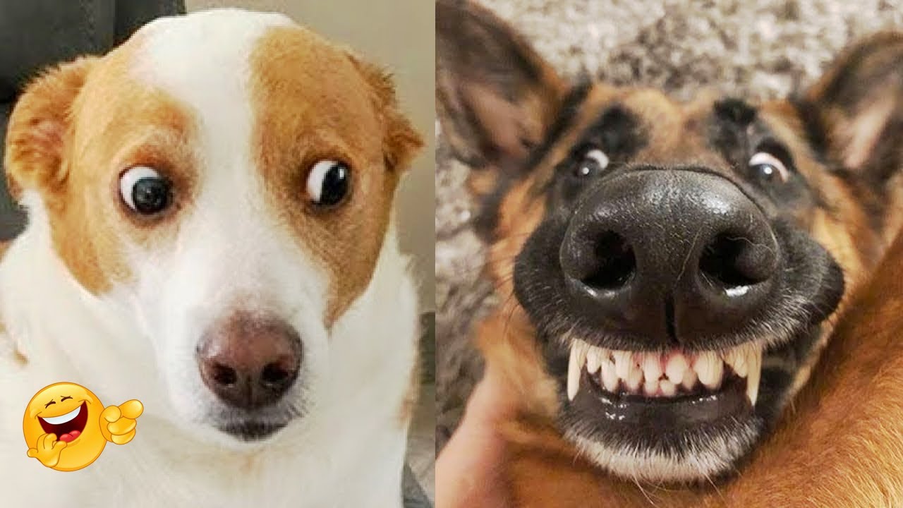 Dogs OVERREACT To The Smallest Things 😂🐕 | Hilarious Dog Reactions #2