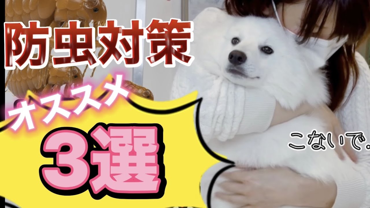どれ使う？フィラリア分かりやすい説明　ノミ・ダニ・蚊【防虫対策】