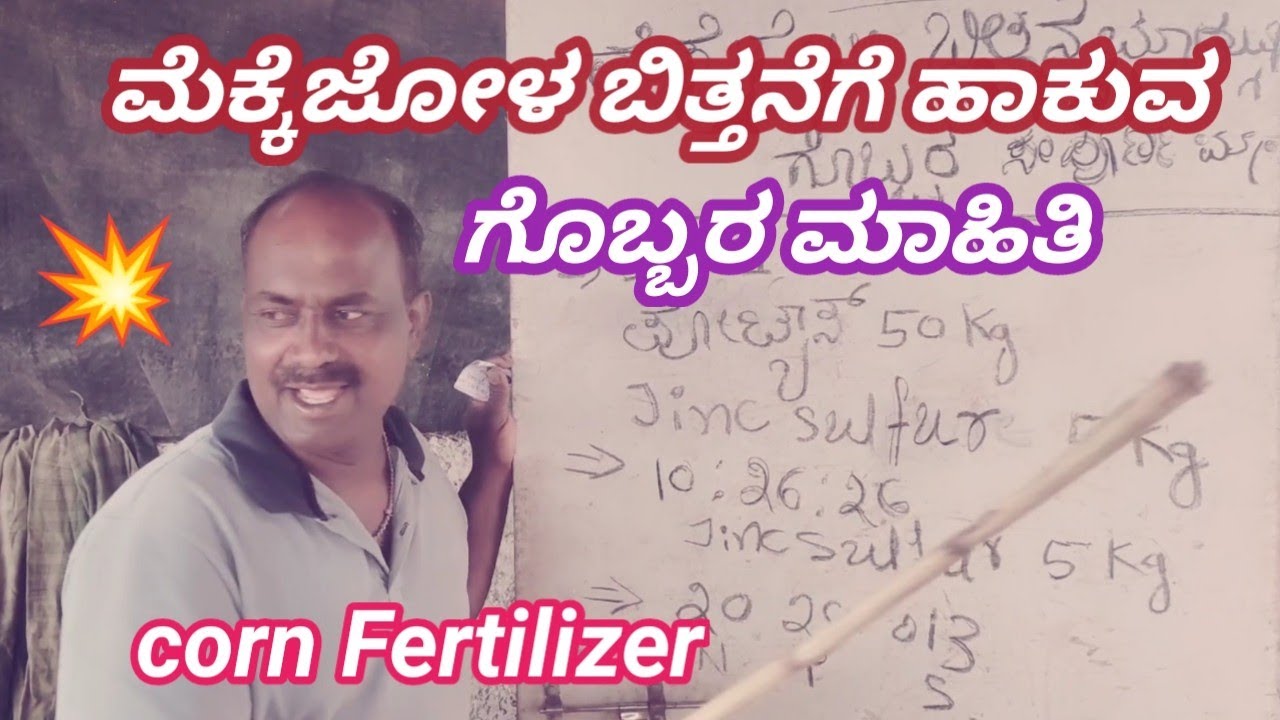 ಮೆಕ್ಕೆಜೋಳ ಬಿತ್ತನೆ ಮಾಡುವಾಗ ಹಾಕುವ ಗೊಬ್ಬರ ಮಾಹಿತಿ || mekke jolakke hakuva Fartilizer || corn ✅️