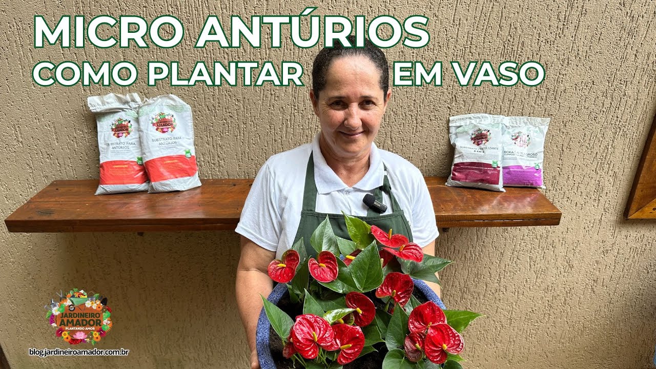 Micro Antúrios | Como Cultivar Essas Flores Lindas em Vasos