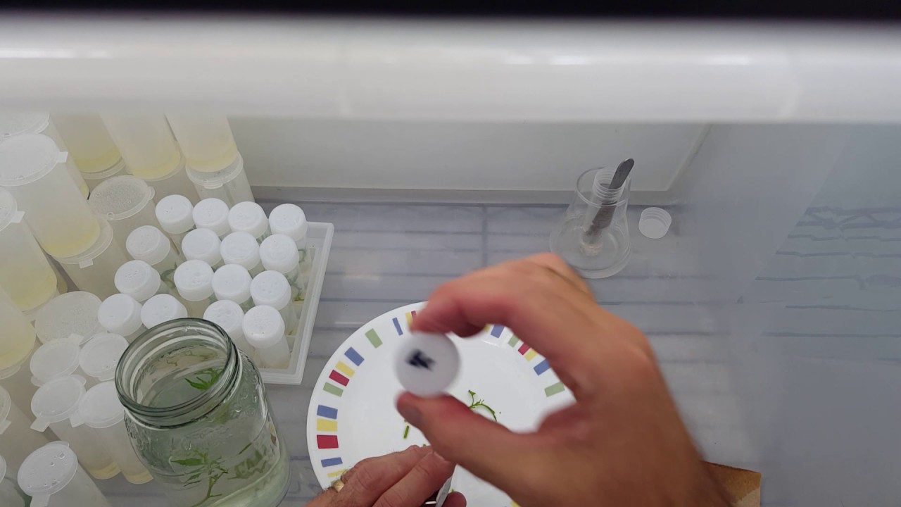 Starting tissue culture cannabis. Stage 1 Introduction