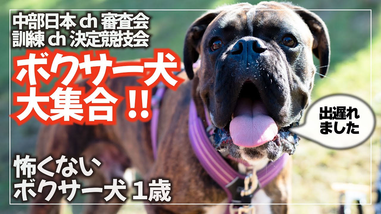 競技会に見学に行きましたが遅刻！でもボクサー犬が集まって楽しかったよ！