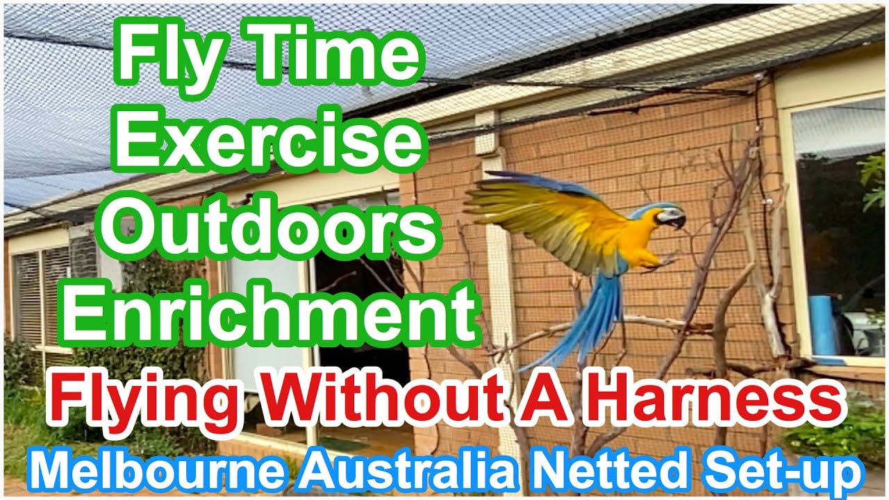 CYAN MACAW FIRST FLY / FLIGHT TIME / NO HARNESS / NETTED SET-UP / MELBOURNE AUSTRALIA / ENRICHMENT