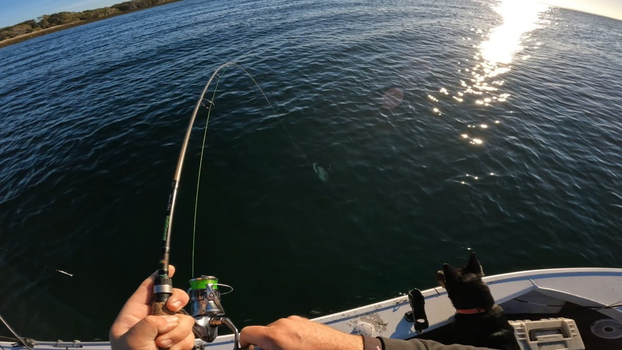 Moreton Bay Reef Fishing, Mud Island Mixed Bag