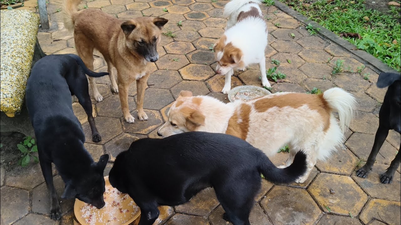 Stray dogs and cats feeding#dog #cat #animals #pets ##viralvideo 
