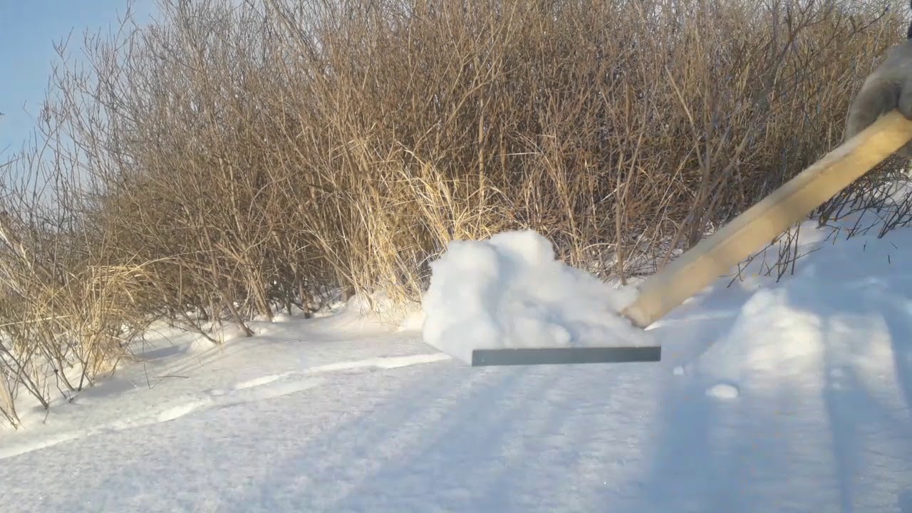 охота на лис установка капканов под след!!!