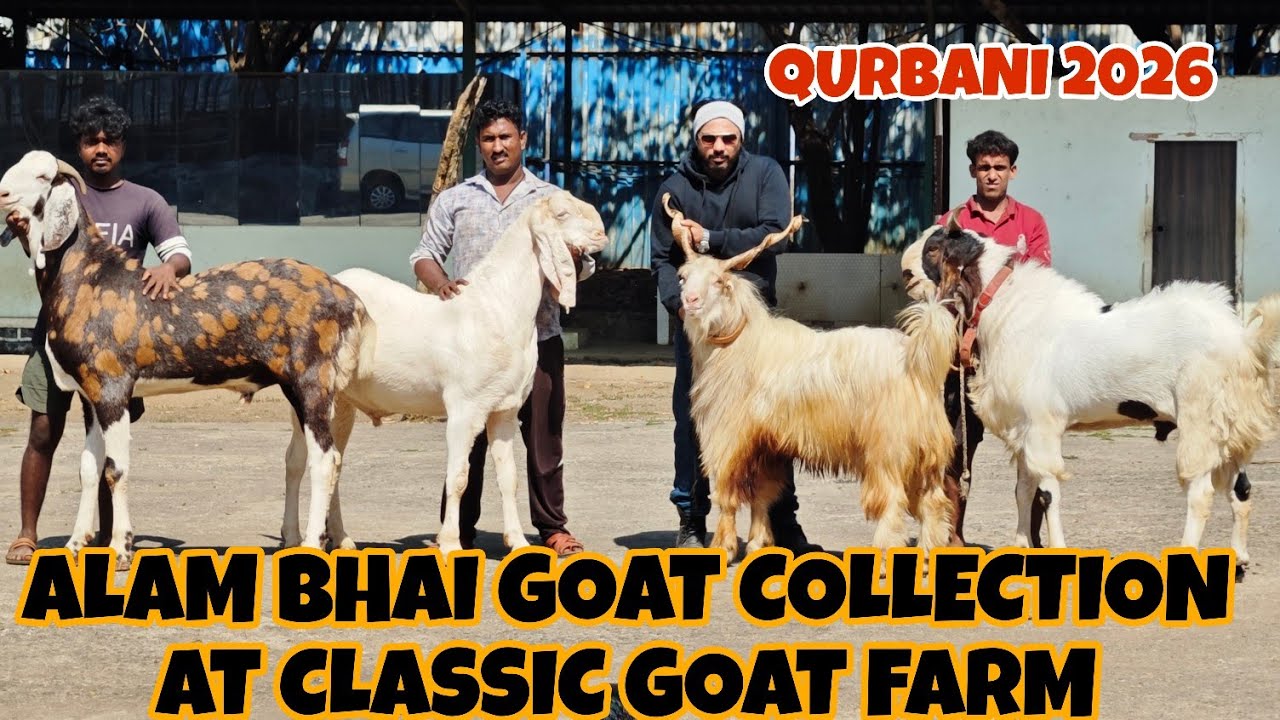 KHOOBSURAT PLUS QUALITY WALA GOAT COLLECTION OF ALAM BHAI AT CLASSIC GOAT FARM QURBANI2026BAKREBAAZ 