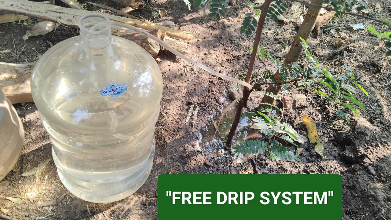 Simple DIY Drip Irrigation System from Waste Water Bottle