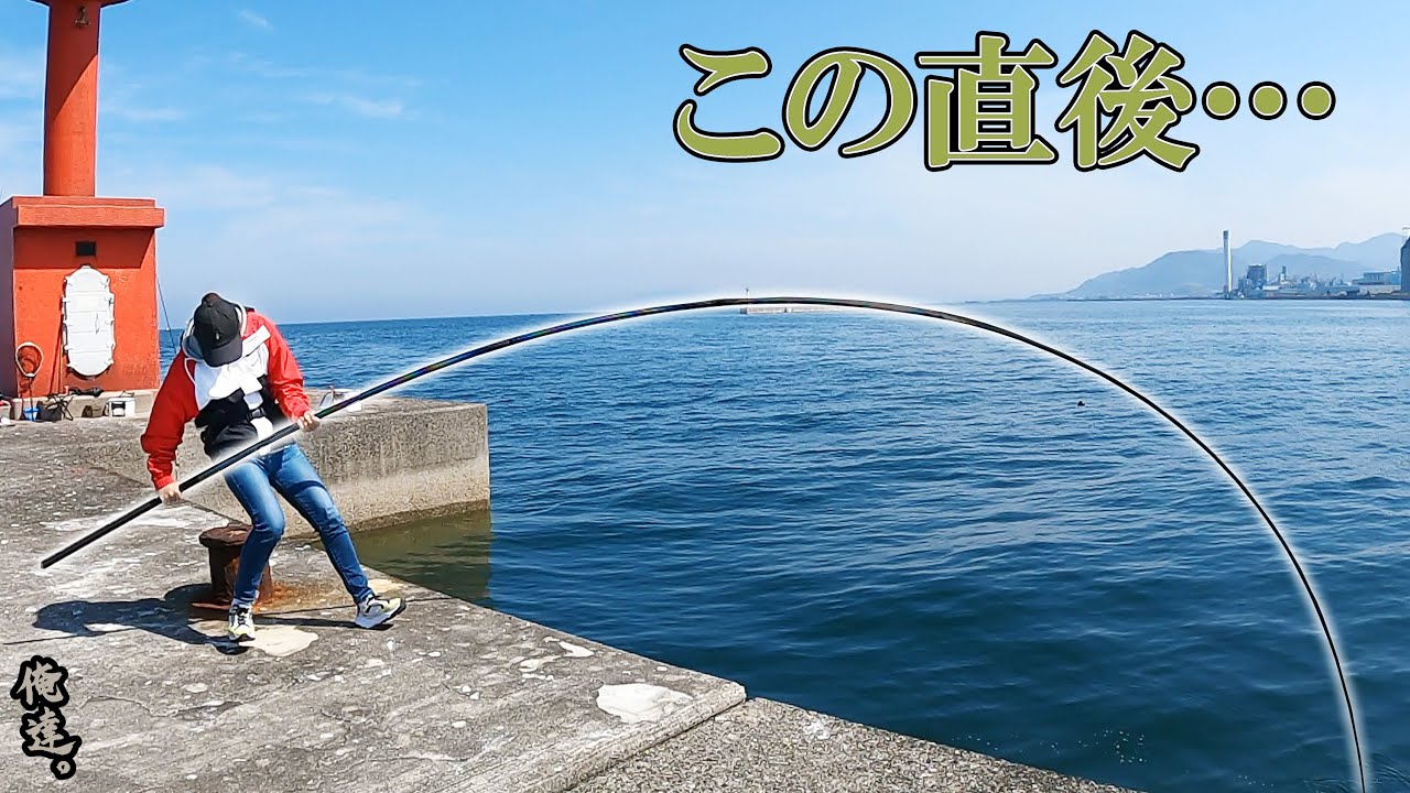 巨大コブダイの巣にエサを落とした、次の瞬間…!!!