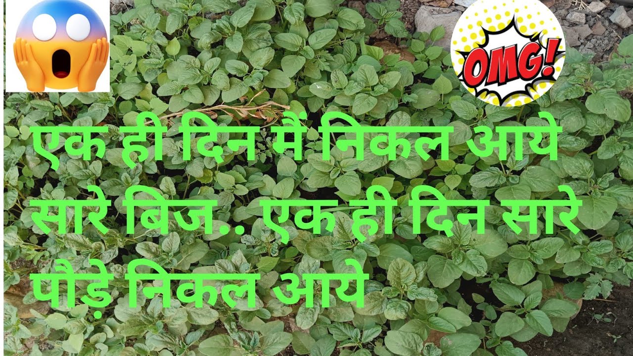 एक ही दिन में उग आये सारे बीज 😱,घर पर आसनी से लगाये ye सब्जीया,  😱 धनिया और methi घर pr कैसे उगाये❤️