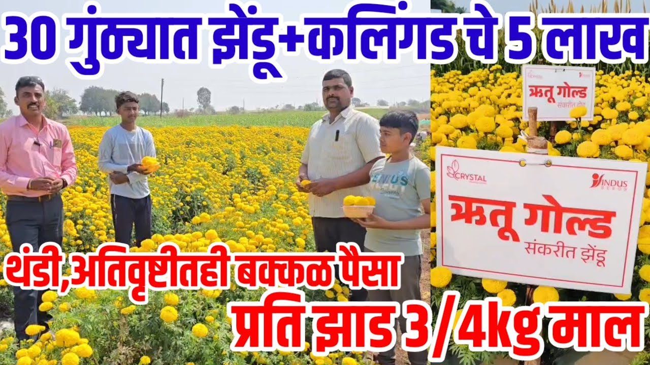 30गुंठ्यात झेंडू+कलिंगड चे 5 लाख अतिवृष्टी व थंडीमध्येही बक्कळ पैसा,प्रति झाड 3/4kg माल,dream_yellow