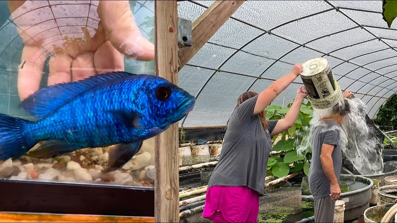 Electric Blue Ahli Peacock Cichlid and Water Fight