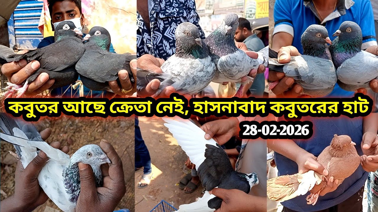 28-02-2026 কবুতর আছে ক্রেতা নেই | হাসনাবাদ কবুতরের হাট | কম দামে কবুতর | Pigeons price | kobutor hat