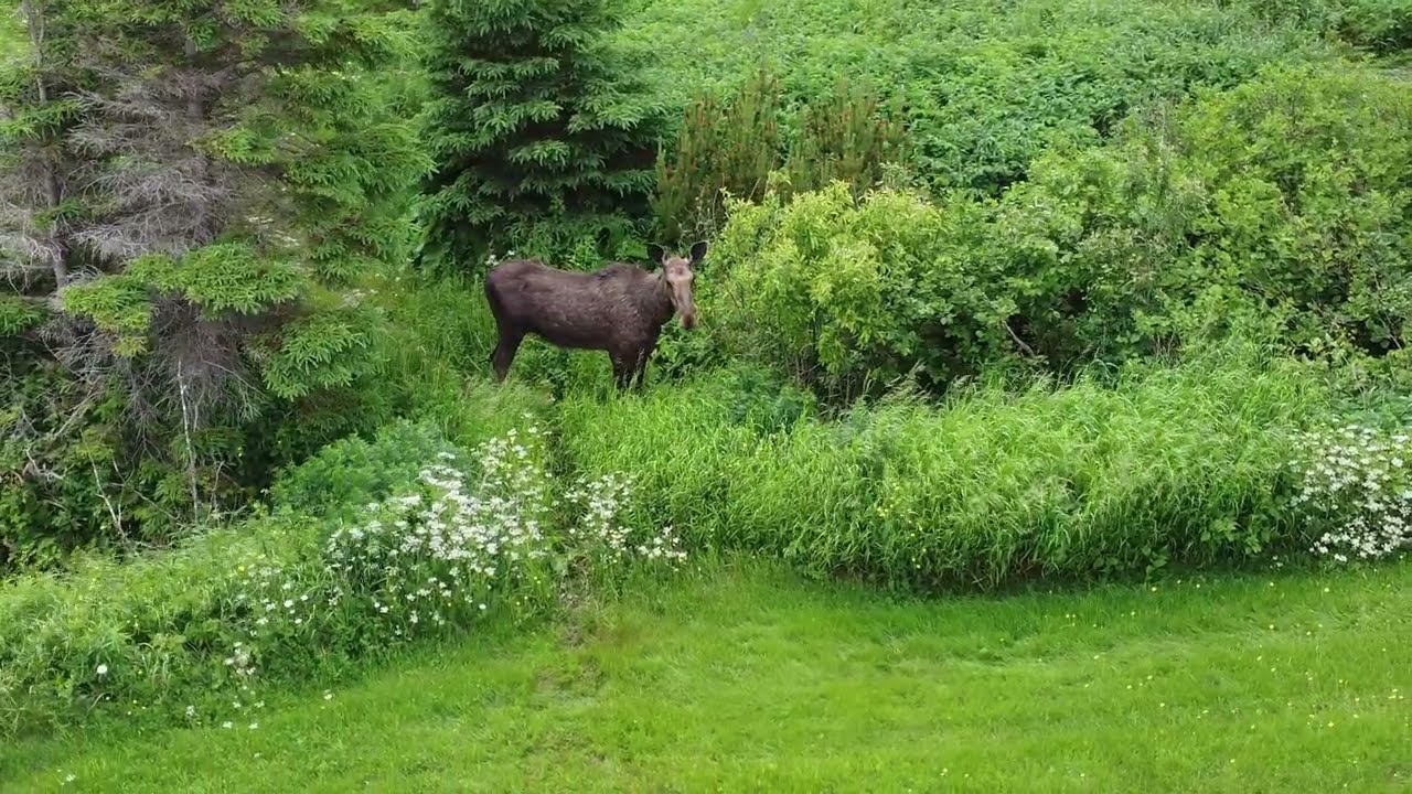 Drone Video Of a Moose in Barachois Quebec, Canada