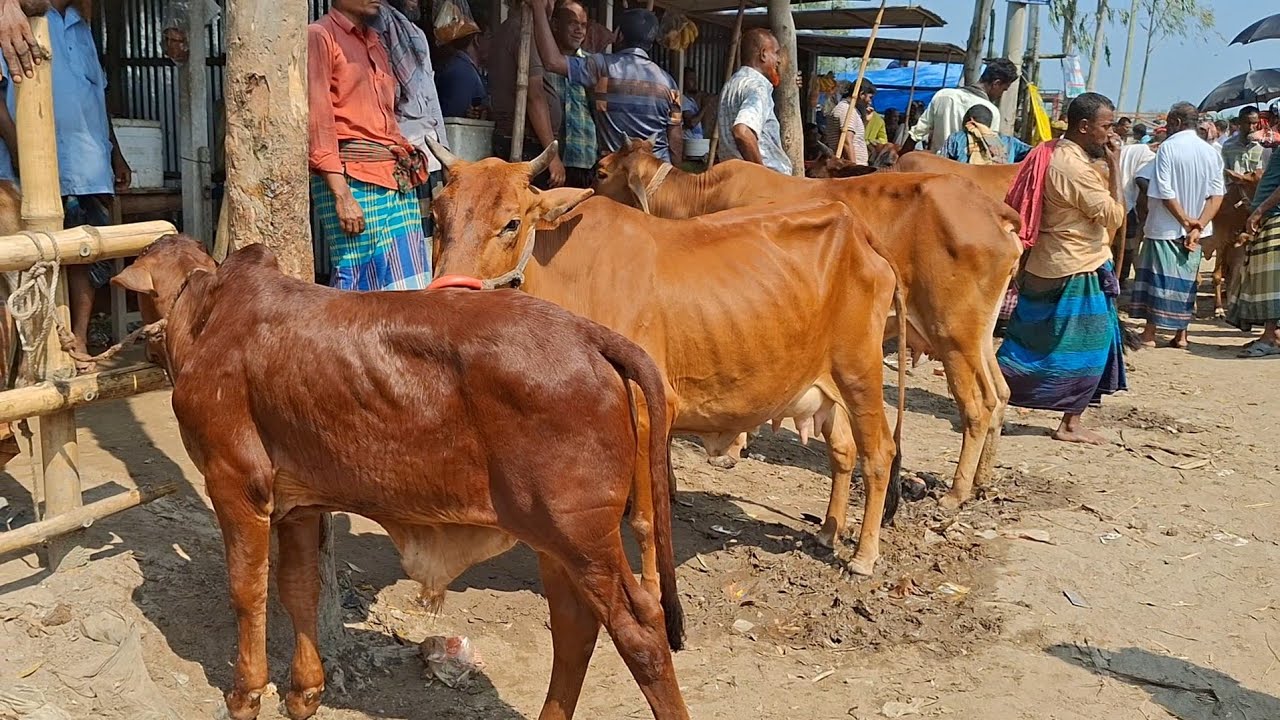 চান্দাইকোনা গরুর হাট থেকে সেরা মানের দুধের গাভী বাচ্চার বাজার দেখুন ২০২৬ || gorur hat cow milk 