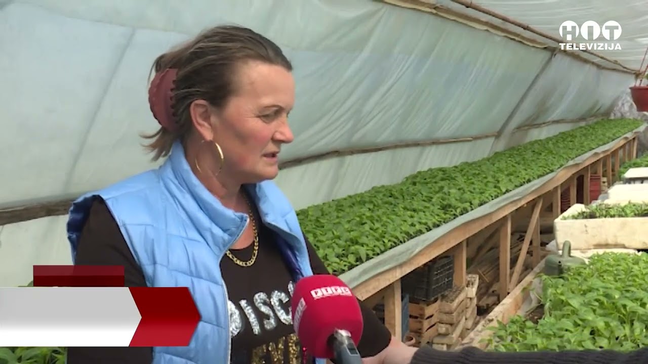 Samac - Proizvodnja kupusa  u Obudovcu - Hit Televizija Brcko