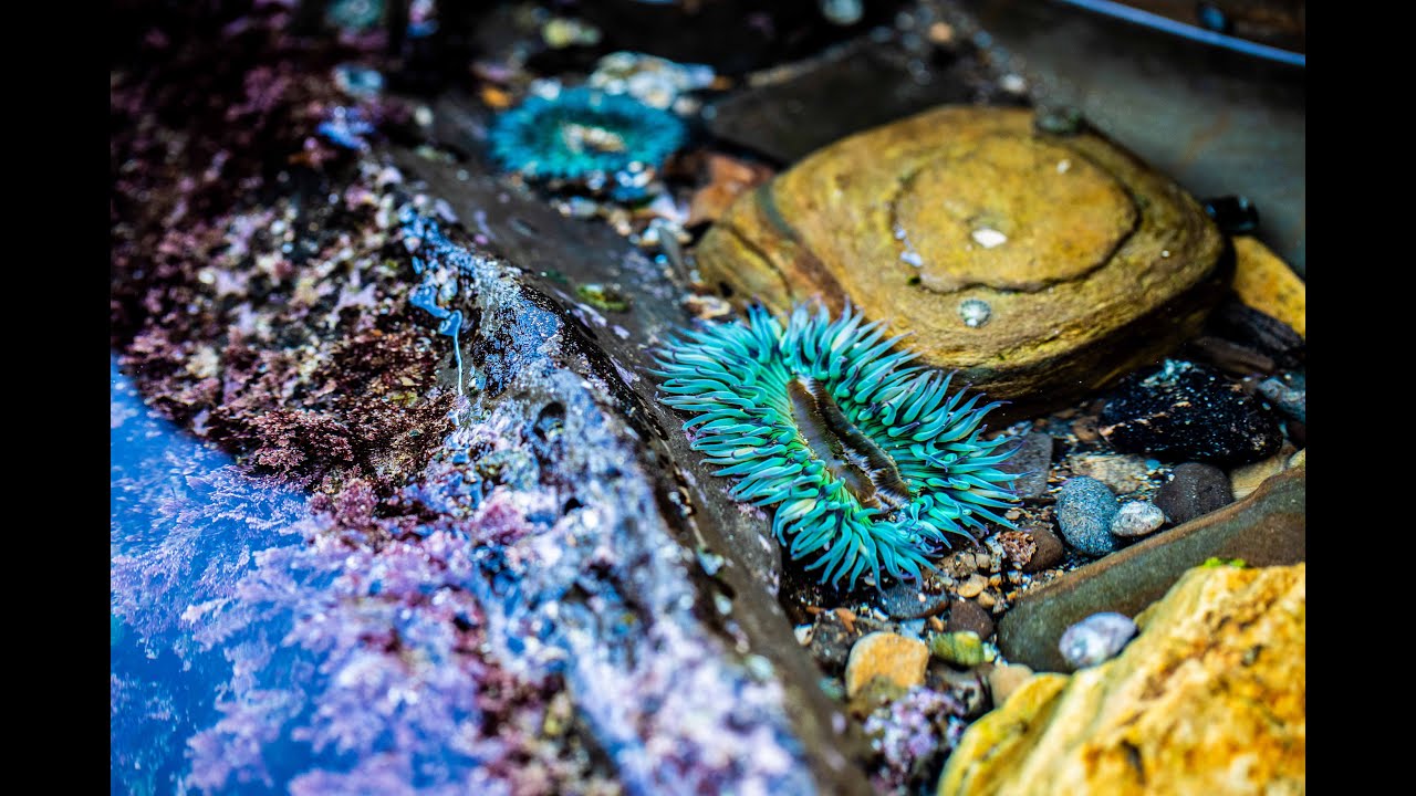Cabrillo Beach Tide Pools, San Pedro