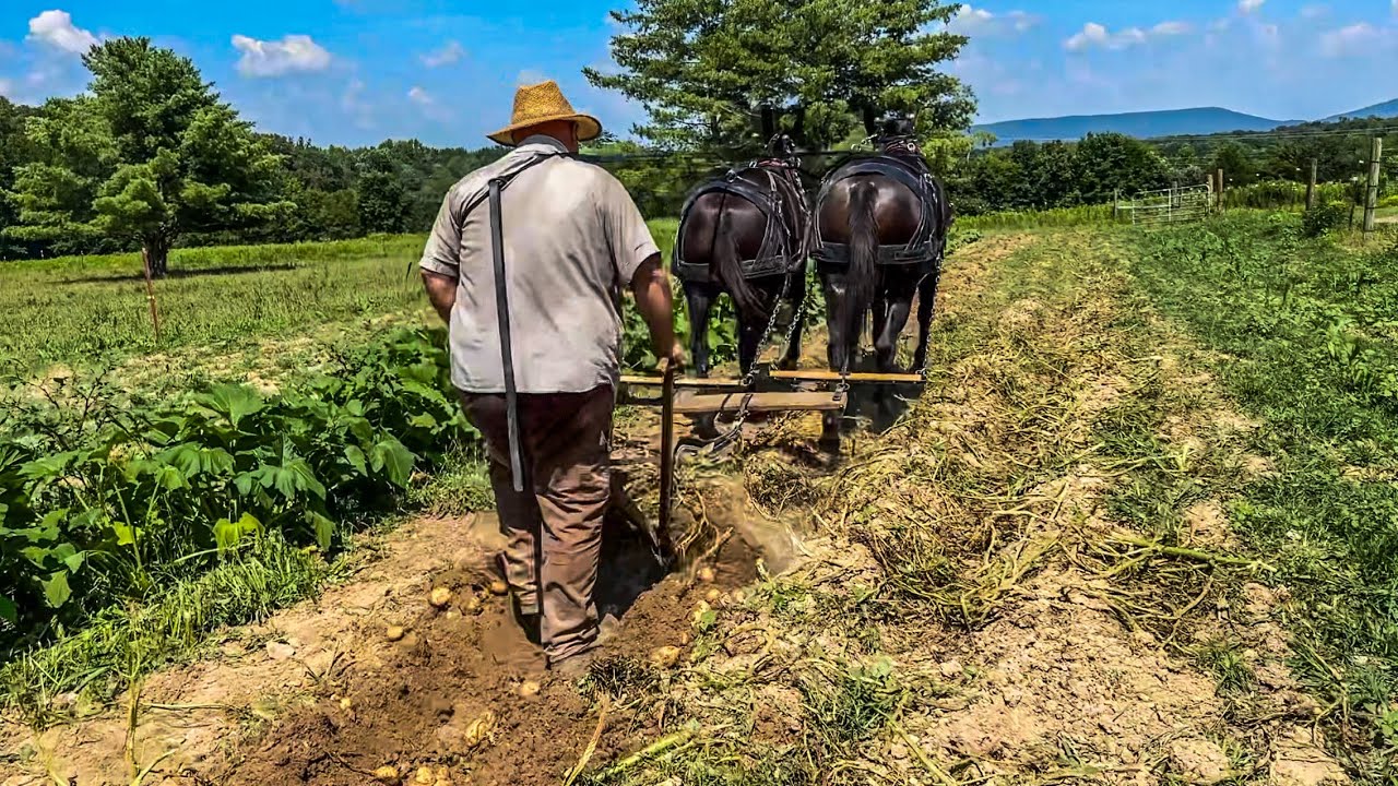 DIGGING POTATOES using DRAFT MULES‼️FAMILY comes together…#237 #mules #potato #potatofarming