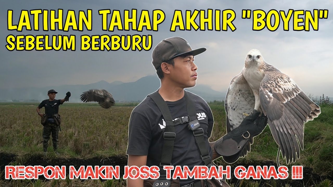 CARA MELATIH ELANG BERONTOK PUTIH SEBELUM BERBURU || CHE LM #77