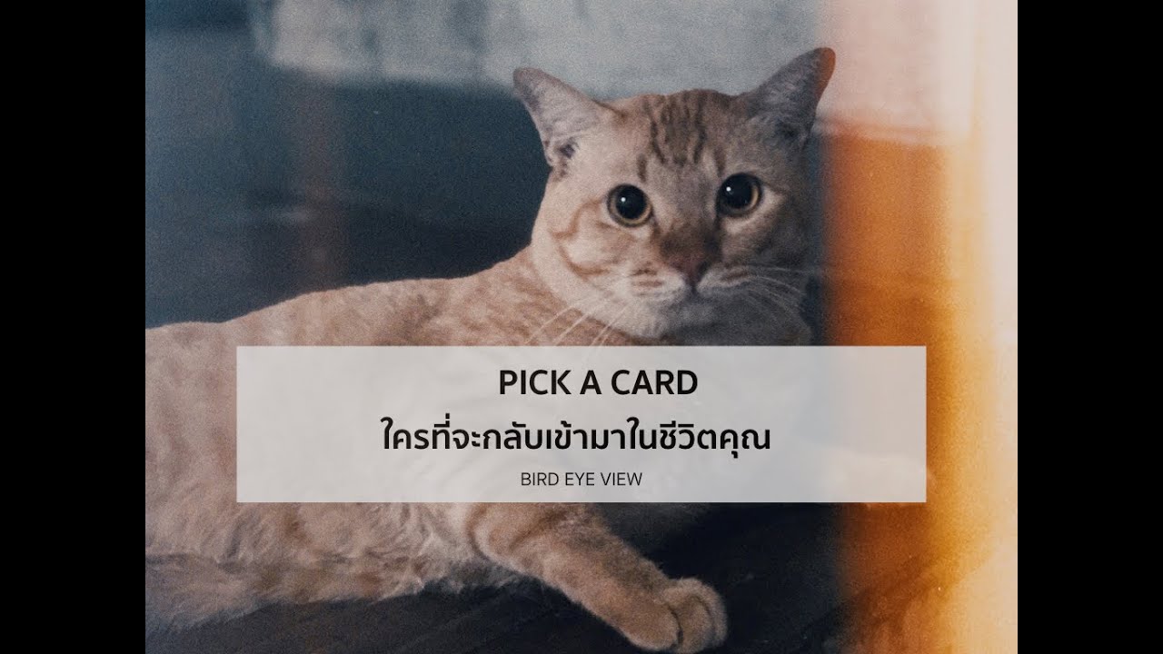 Pick a card reading  89 ใครที่จะกลับเข้ามาในชีวิตของคุณ