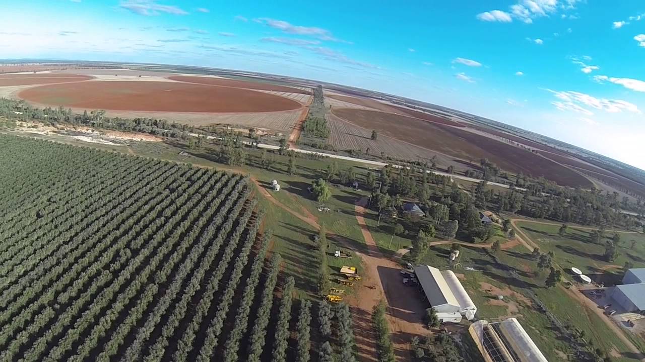 Olive Grove, Hillston NSW