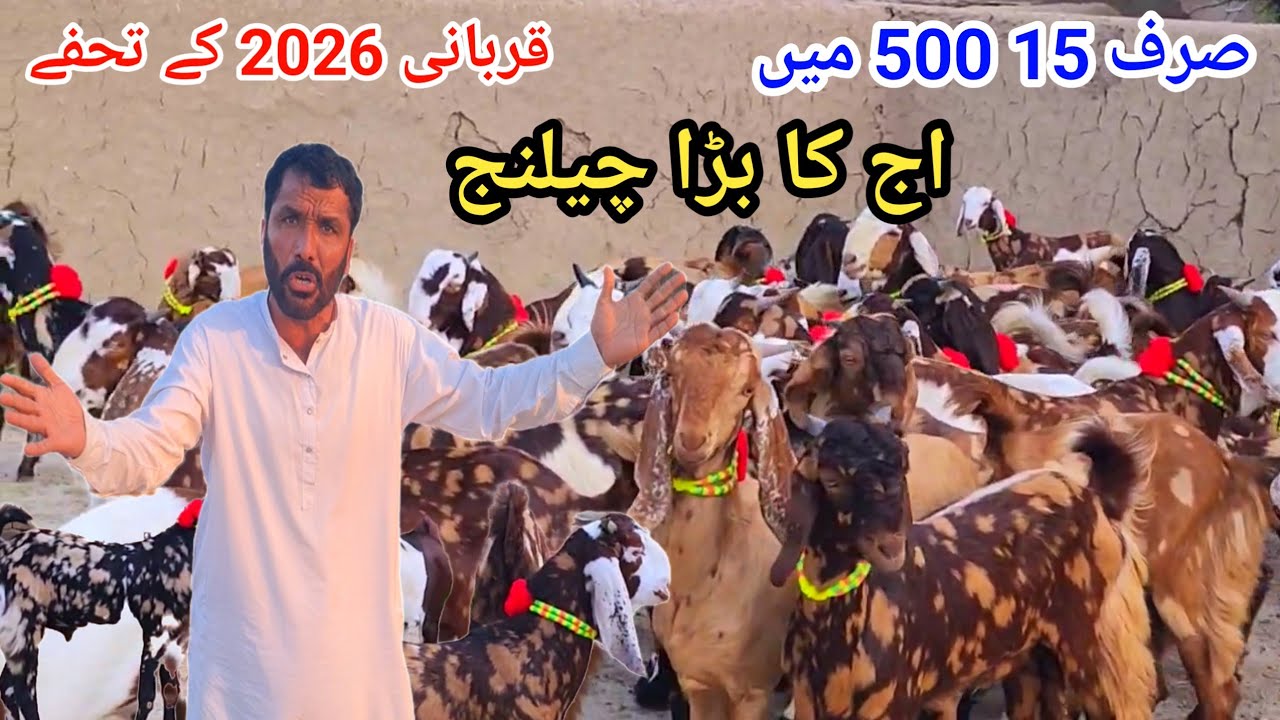 14 جنوری 2026 بکروں کے دبنگ افر ضرورت بکرا منڈی ڈیرہ غازی خان Ali goat farm