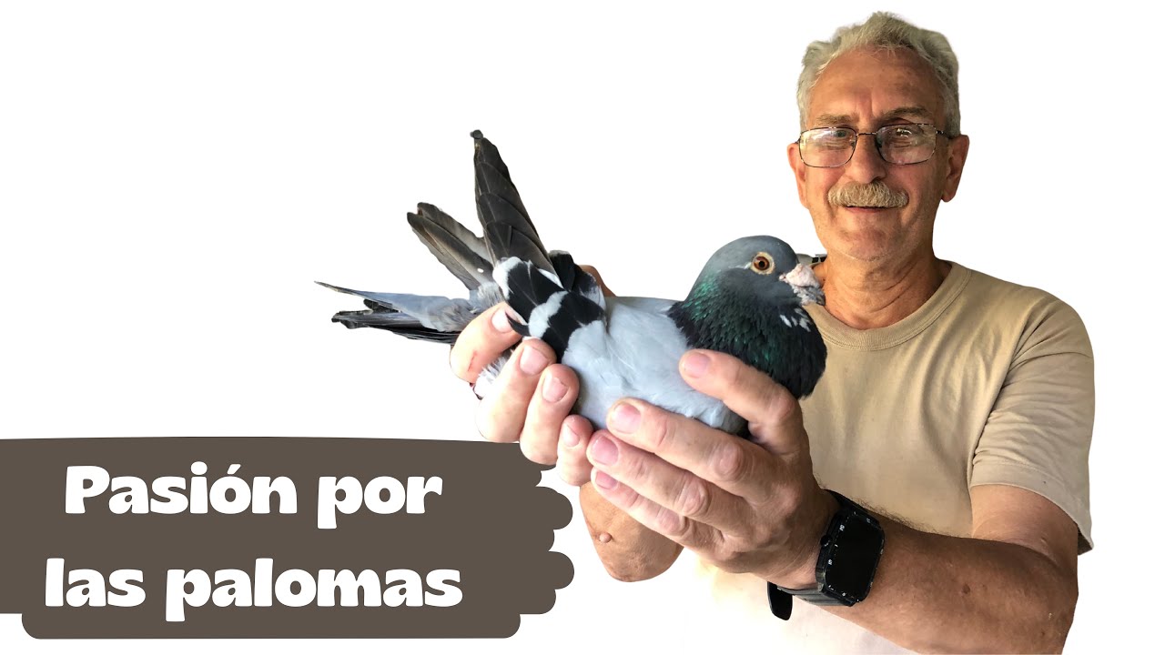Pasión colombófila, visita al colombófilo Daniel Schneider 