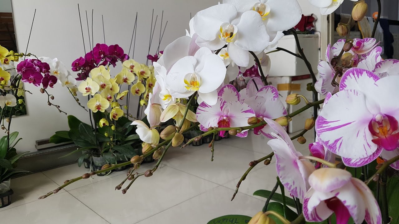Phalaenopsis Orchid, Hồ Điệp làm những tác phẩm
