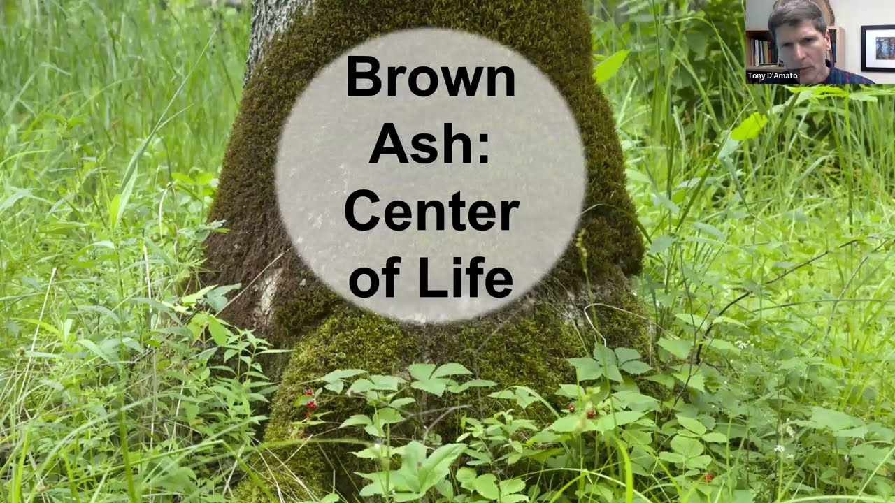 Everything Ash Webinar Series: Tony D’Amato—Benefits and ecosystem services of Ash