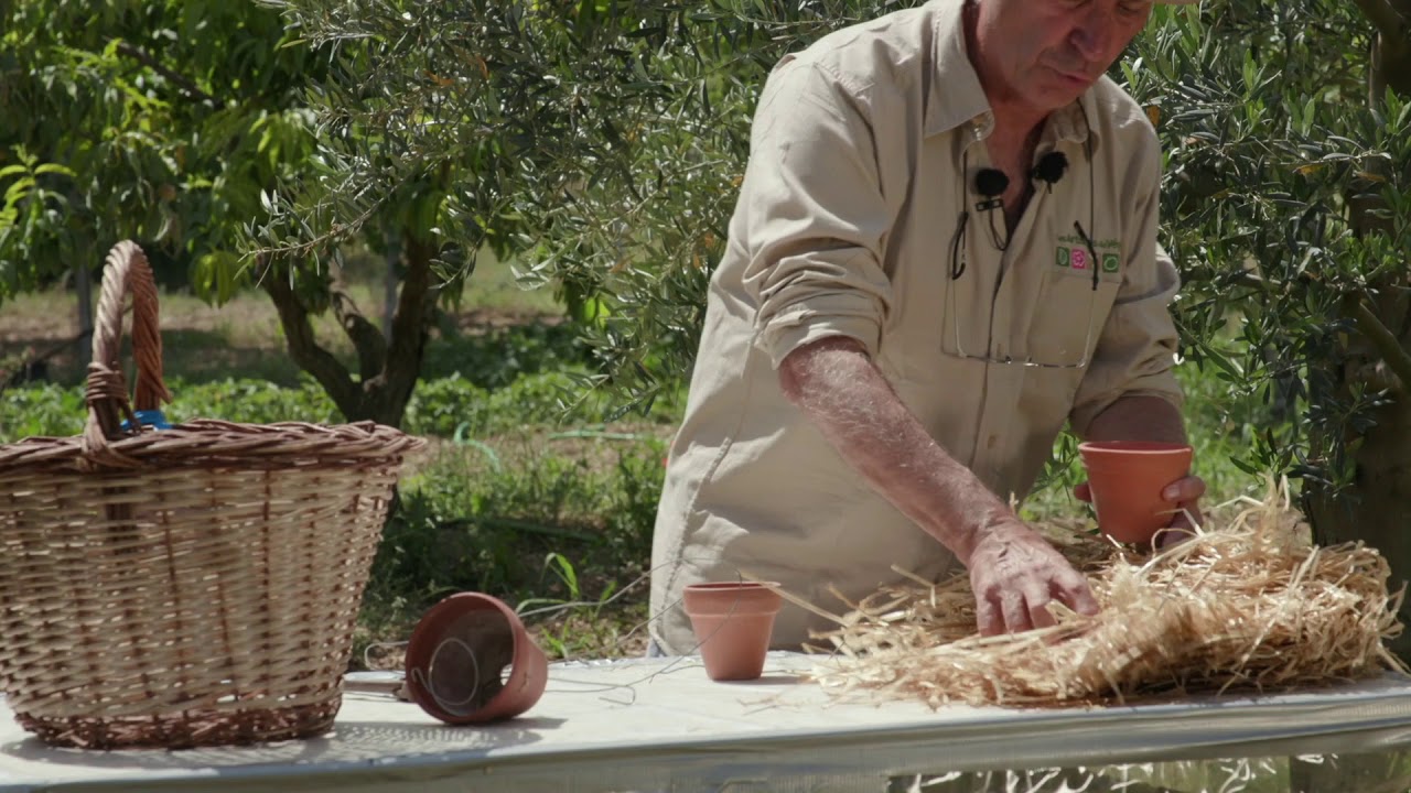 Comment éliminer les pucerons des arbres fruitiers à pépins avec l'aide des pince-oreilles  ?