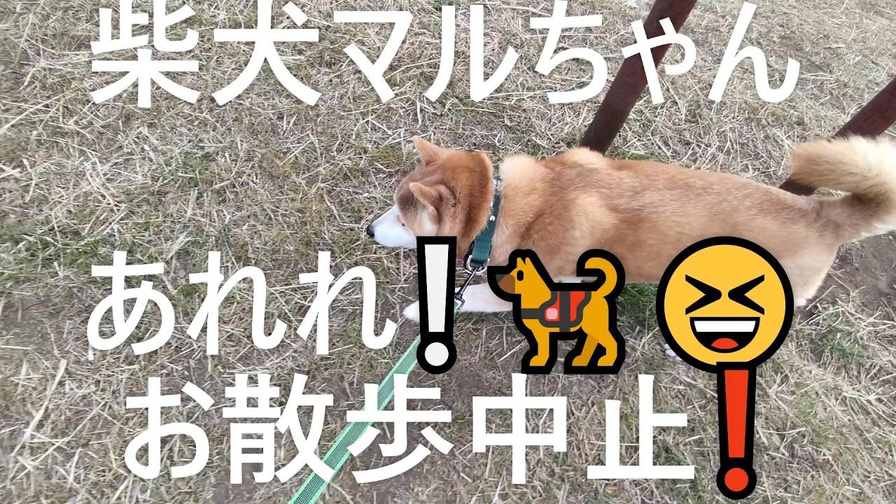柴犬マルちゃん🐕‍🦺🚶‍♂️　あれれ❕😆　お散歩中止❗　何だったのか❓　#ShimaInu Maruchan