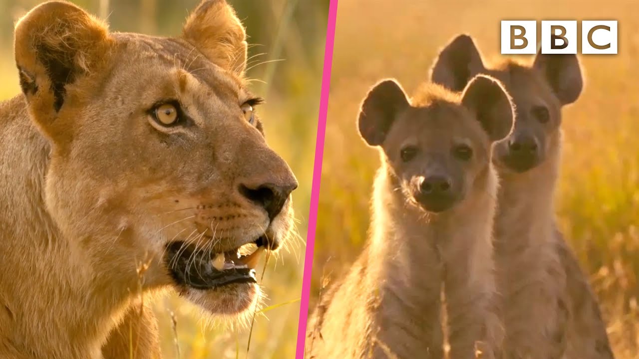 Lioness defends herself against hyenas 😲 Serengeti II - BBC