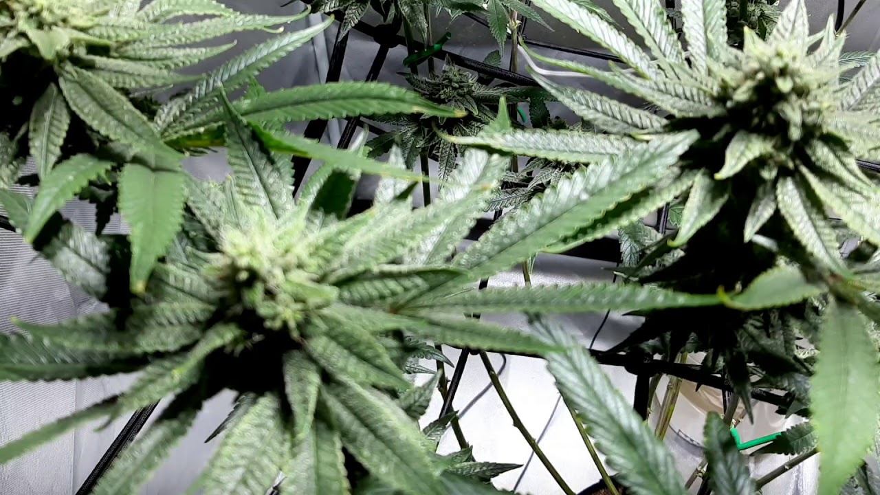 white russian x purple kush  update