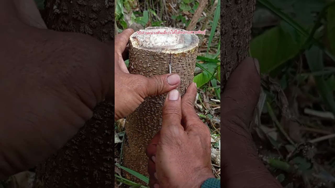 วิธีทำมะม่วงต้นเดียวให้ได้หลายสายพันธุ์ #เอสนาโคกอีสานน่าอยู่ #เกษตรพอเพียง #เสียบกิ่งมะม่วง