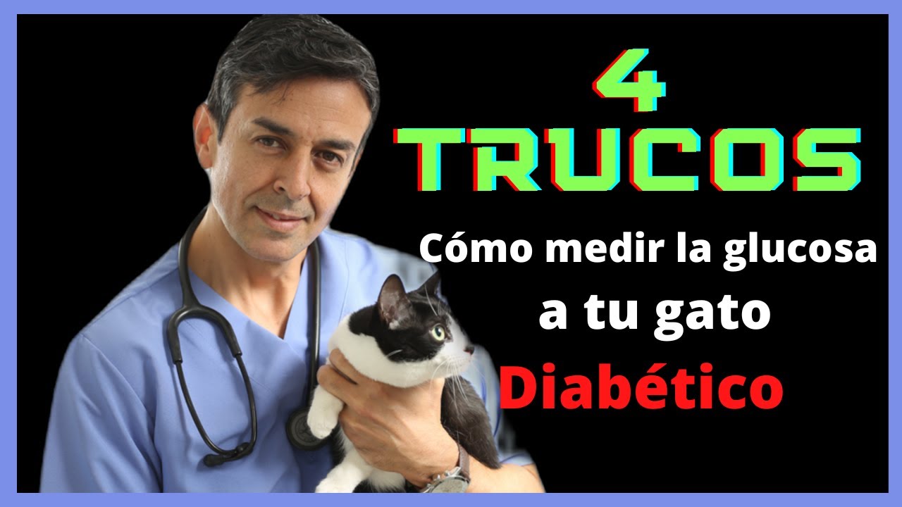 Cómo medir la glucosa a tu gato Diabético