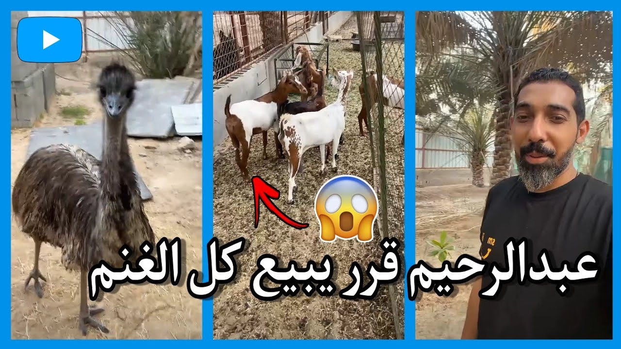 عبدالرحيم قرر يضبط المزرعة ويبيع كل الغنم 😱 \ سناب عبدالرحيم Bingoo
