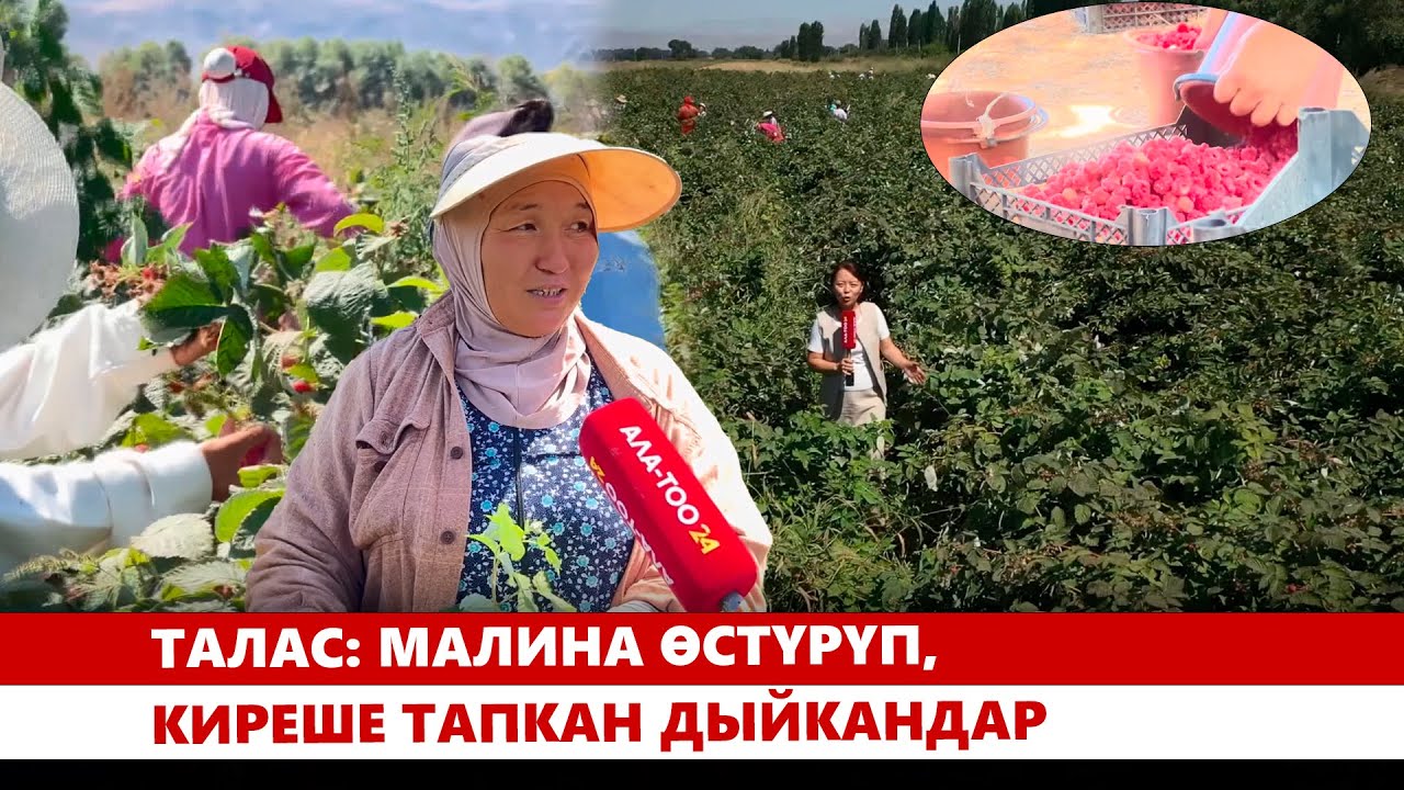 Талас: Малина өстүрүп, киреше тапкан дыйкандар