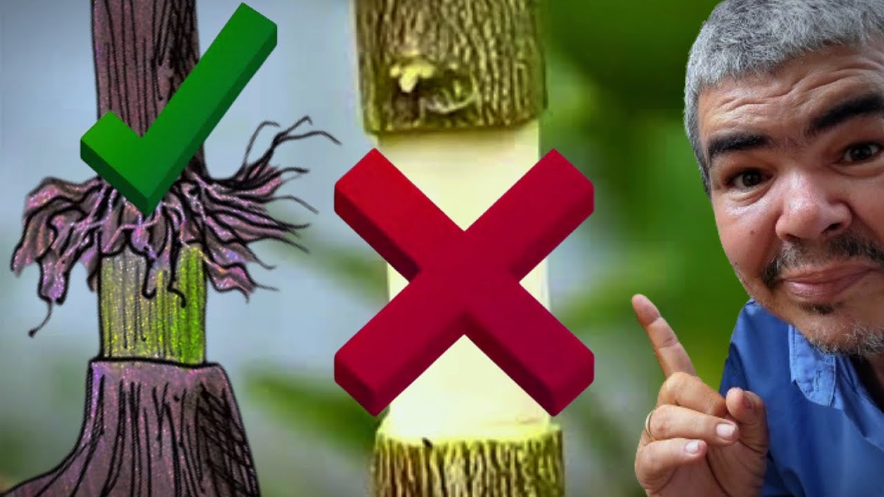 O Que Fazer Quando a Alporquia Não Dá Certo!