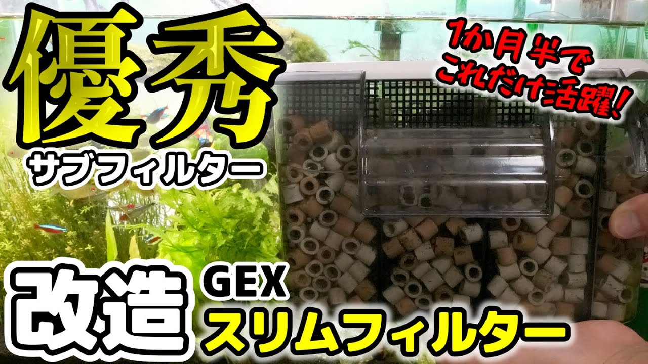見たらやりたくなる！改造したフィルターの1か月半の汚れ【Aquarium】
