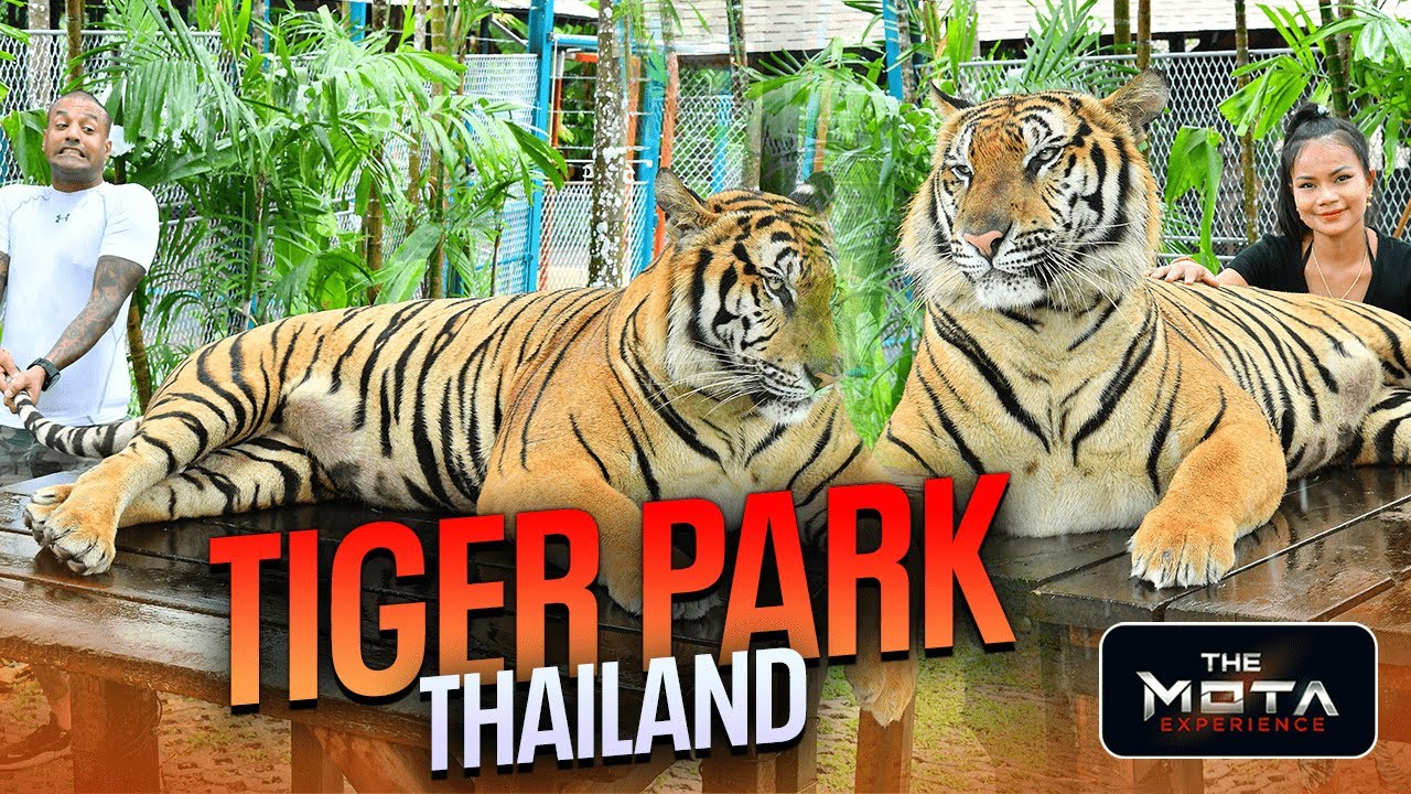 Playing with a Real Tiger in Tiger Park Phuket Thailand | Tiger Park Phuket 2022