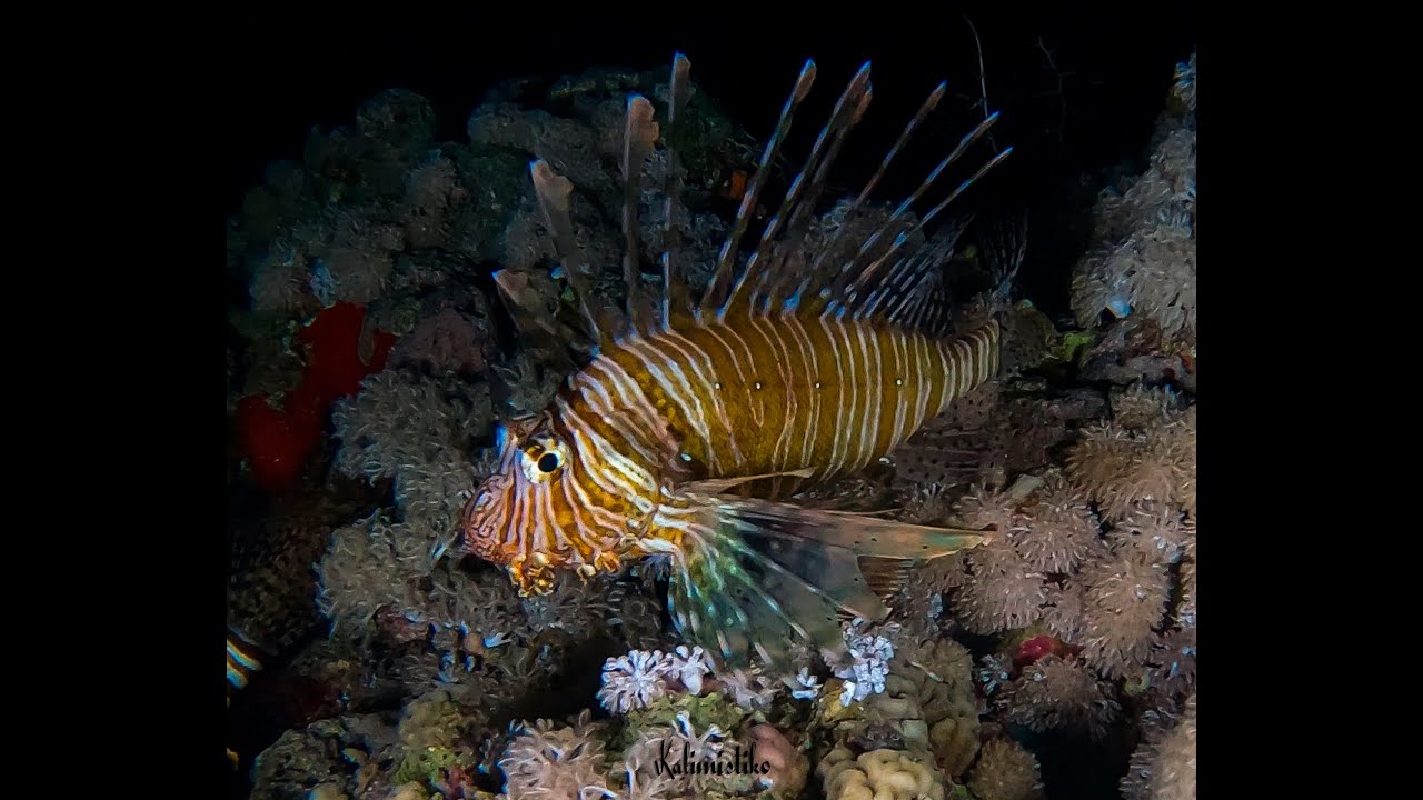 Inmersión de buceo nocturno "Beacon Rock", 11-11-2025, Mar Rojo, Egipto.