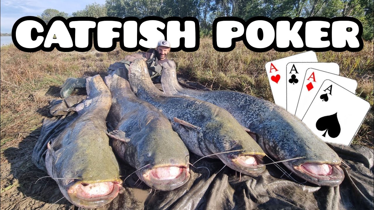 CATFISH POKER over 200 pound by YURI GRISENDI