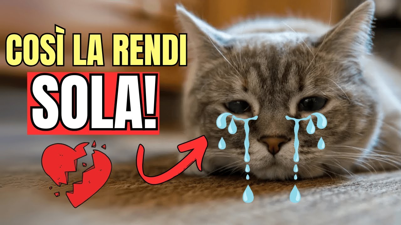 10 errori che rendono i gatti domestici tristi e soli 😭
