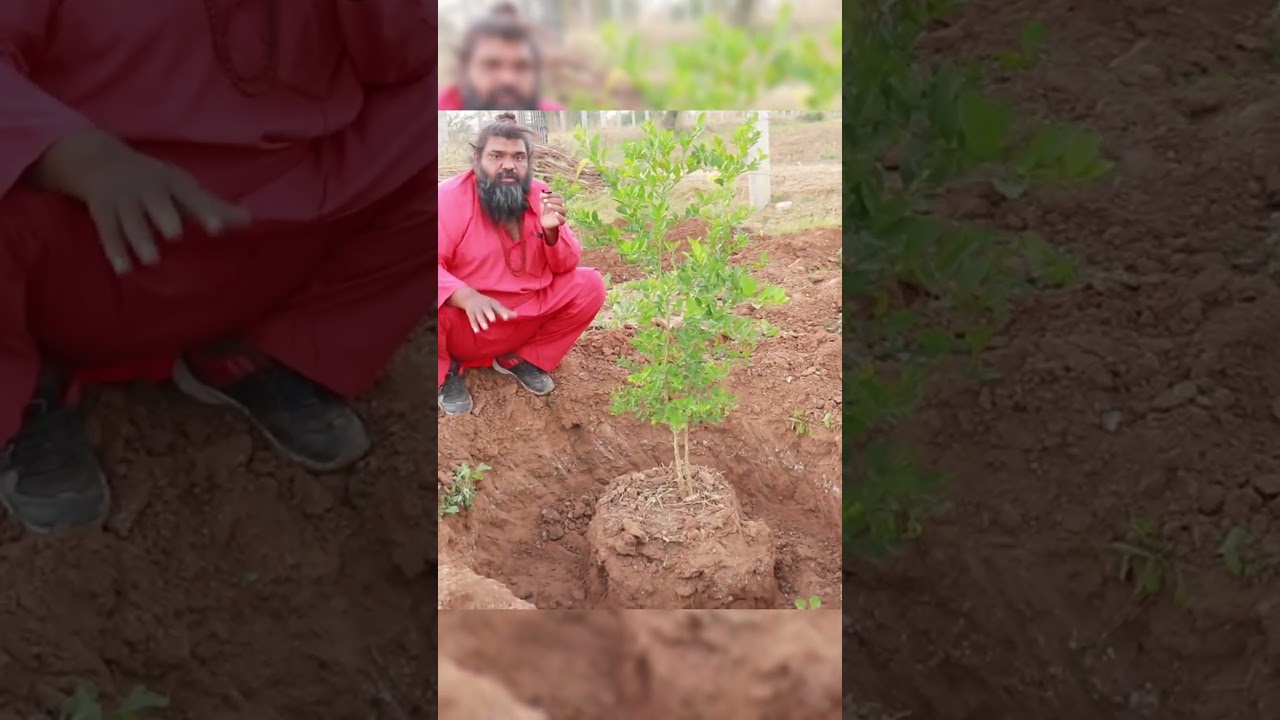 🌱 Treatment for Slow Growth of Lemon Plant! 🍋