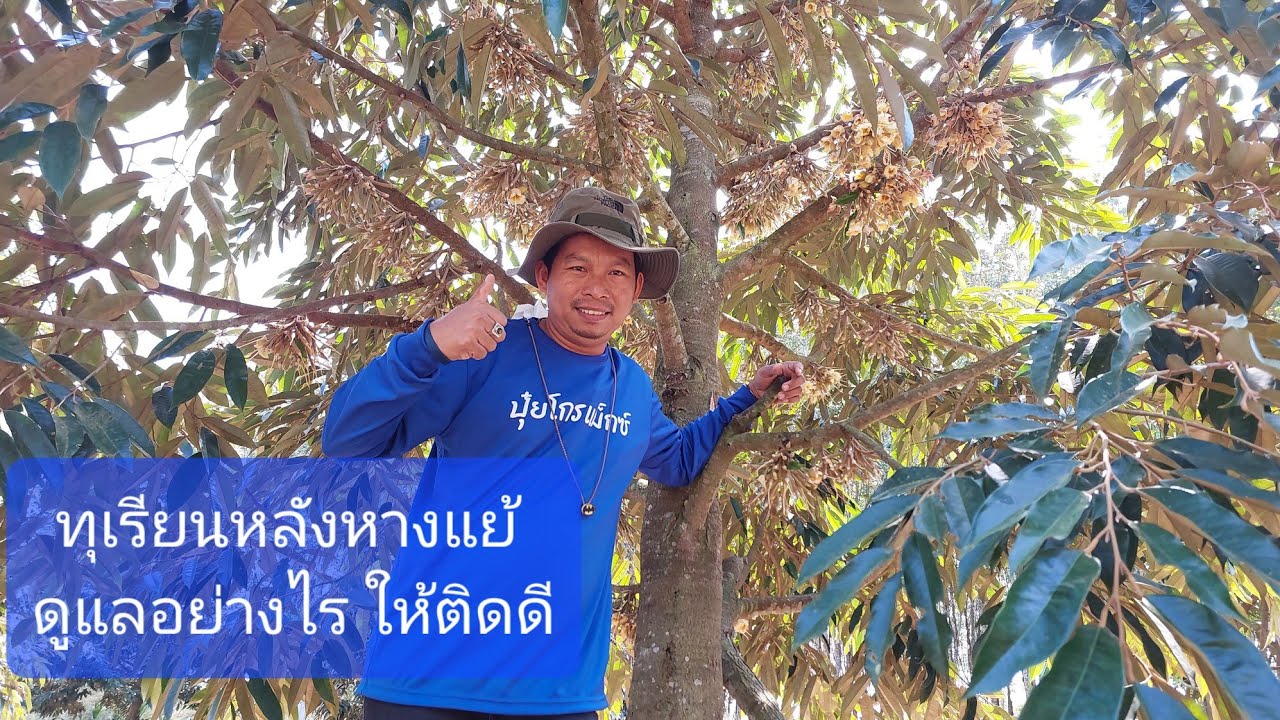 3 เทคนิค ทุเรียนหลังดอกบานหางแย้ไหม้  ทำอย่างไร ให้ติดดี @CoachManoch | มาโนชโค้ชทุเรียน #ทุเรียน