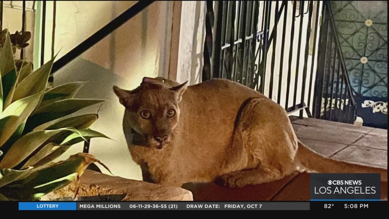 Los Feliz couple gets close up moment with famous mountain lion P-22