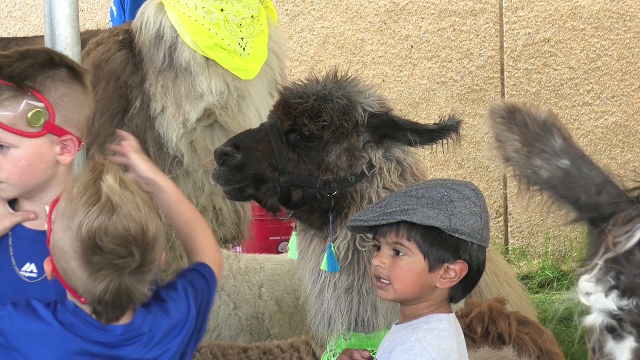 Unicorn and Llama Races, Canterbury Park, Shakopee, Minnesota