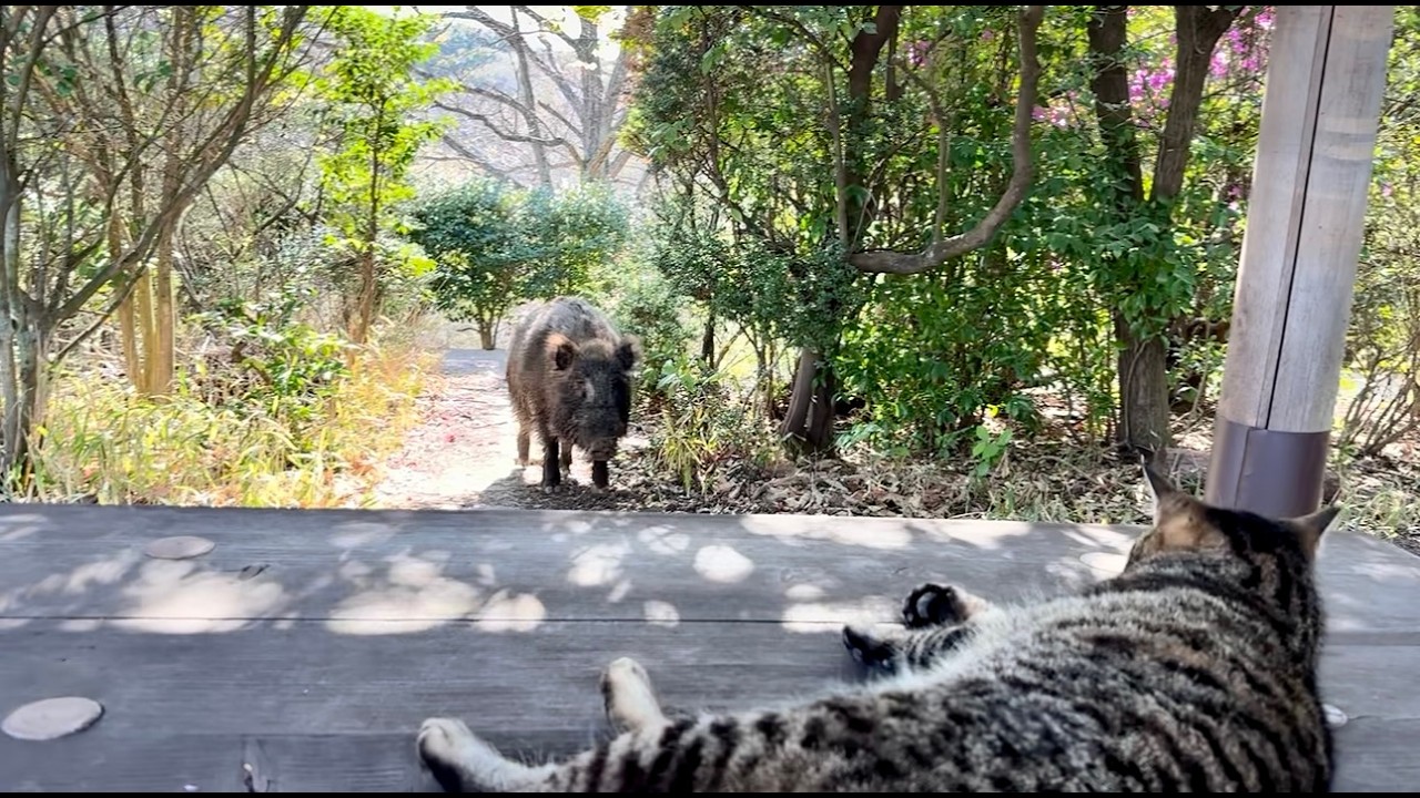 猫と休憩してたらイノシシが来た